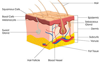 basal cells melanocyte location in human skin image