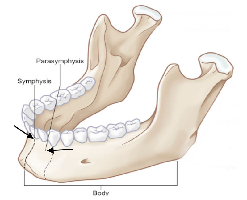 diagram of chin bone